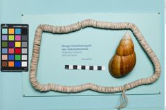 Foto (Frontalansicht) von Halskette aus Blättchen der Achat-Schnecke (NHMW-ZOO-MO-0081100-ETH-137)